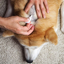person applying treatment to dog